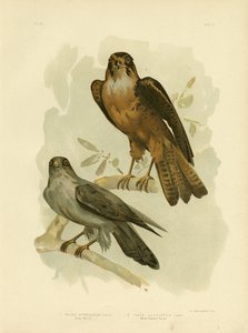 Grey Falcon, 1891 by Gracius Broinowski